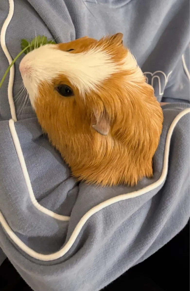 2 male guinea pigs - Image 3