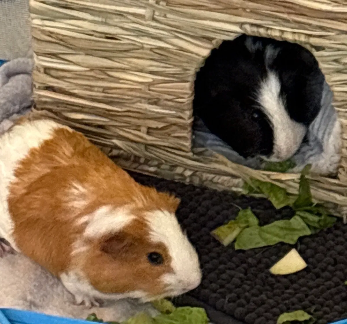 2 male guinea pigs - Image 1