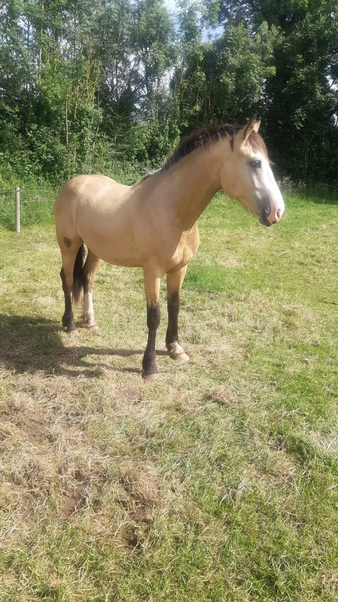 Horse - Image 3