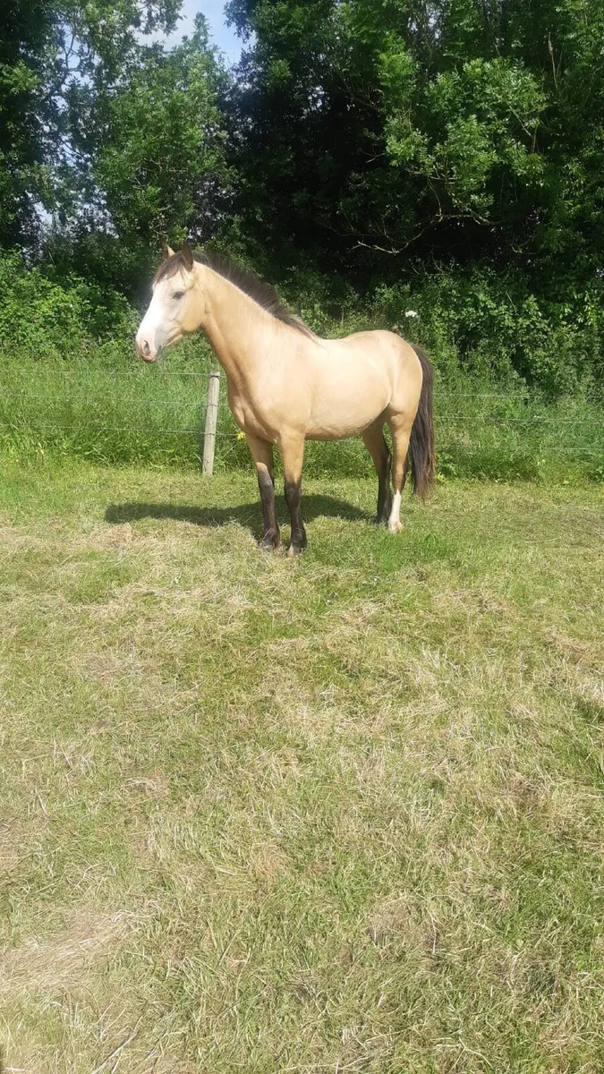 Horse - Image 4