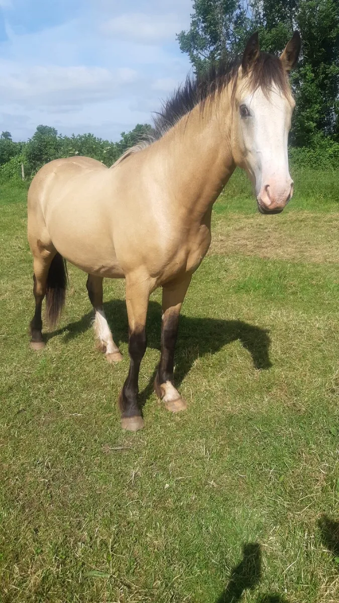 Horse - Image 1