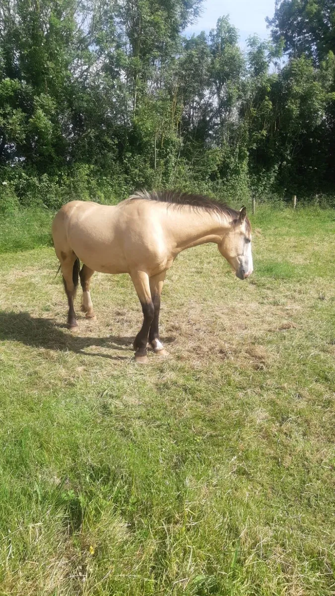 Horse - Image 2