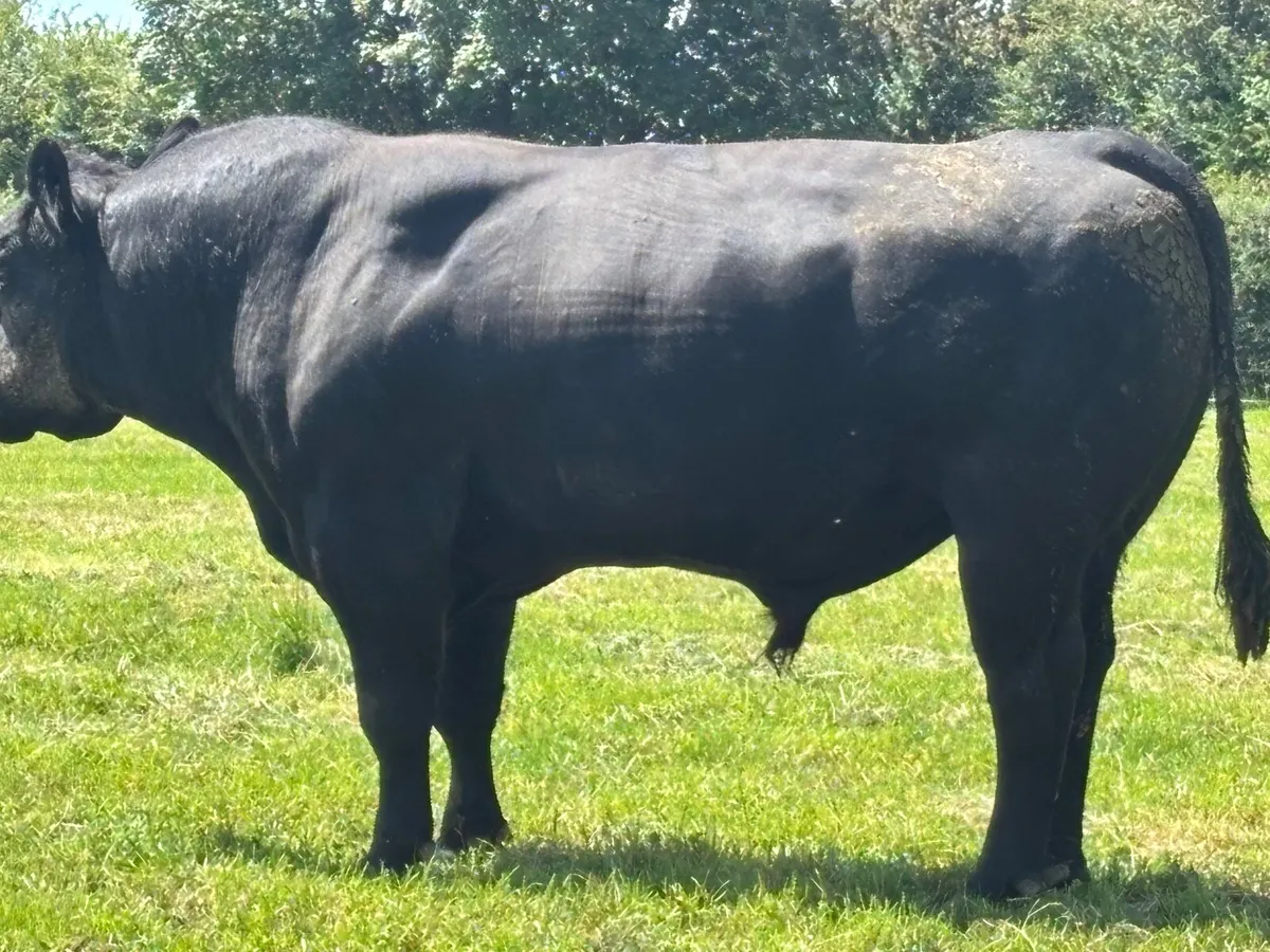 Livestock - Image 1