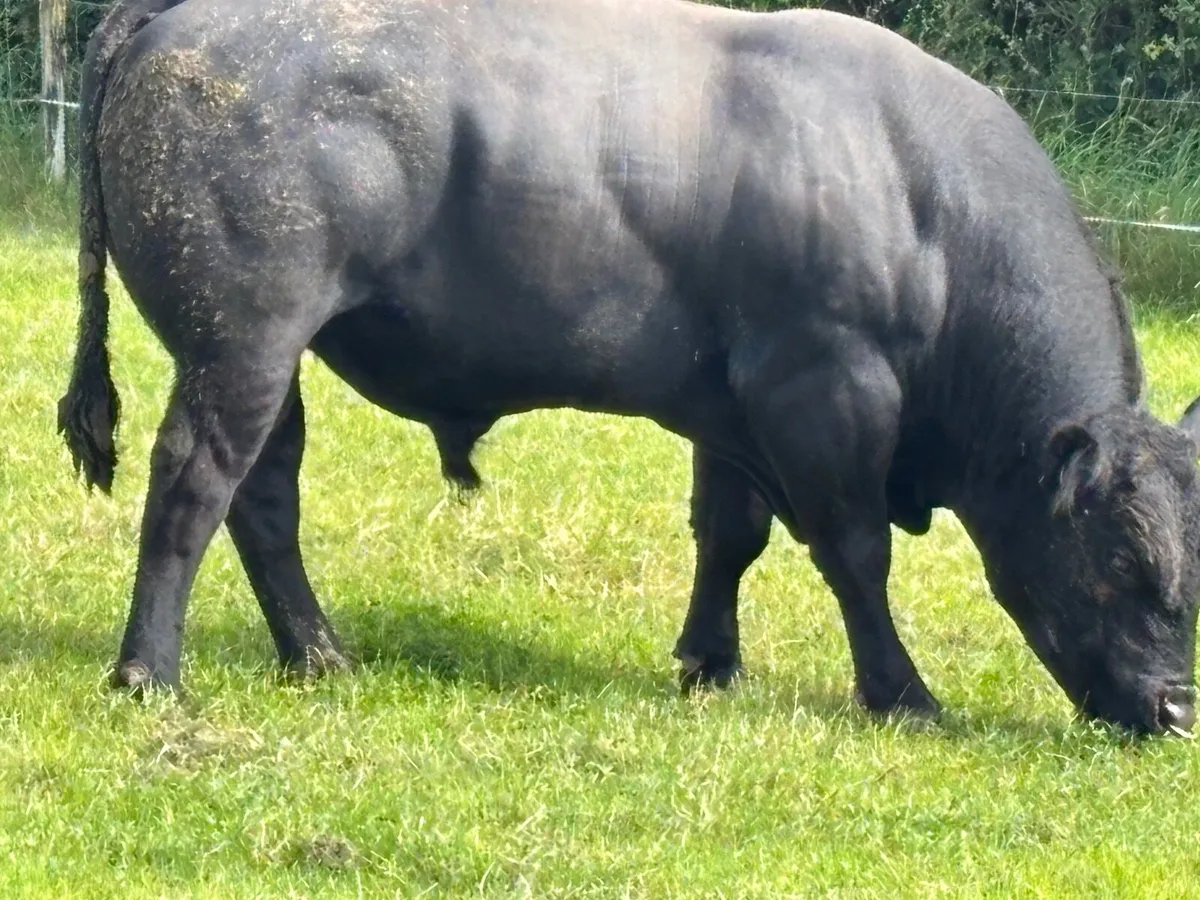 Livestock - Image 2