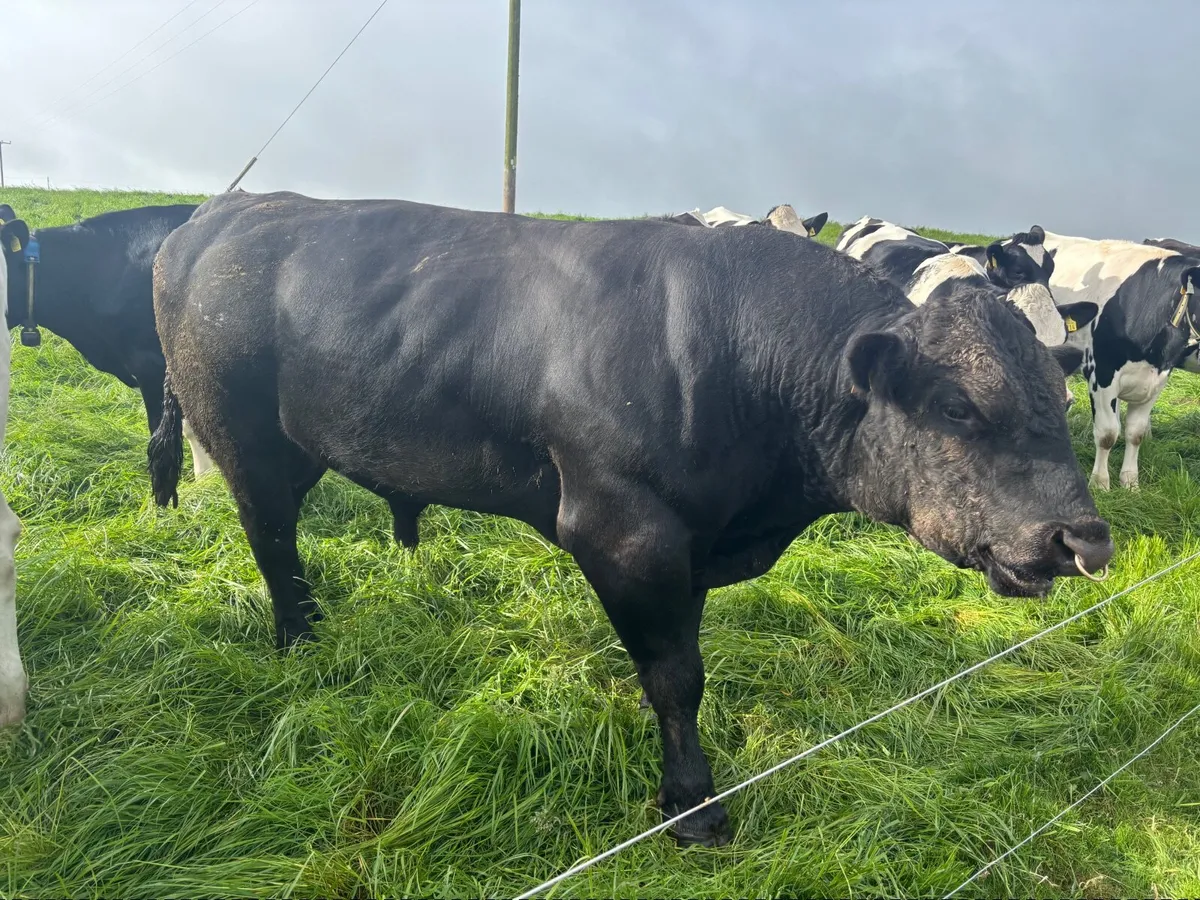 Livestock - Image 4