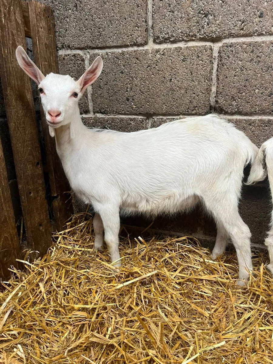 Pbnr female Saanen kids