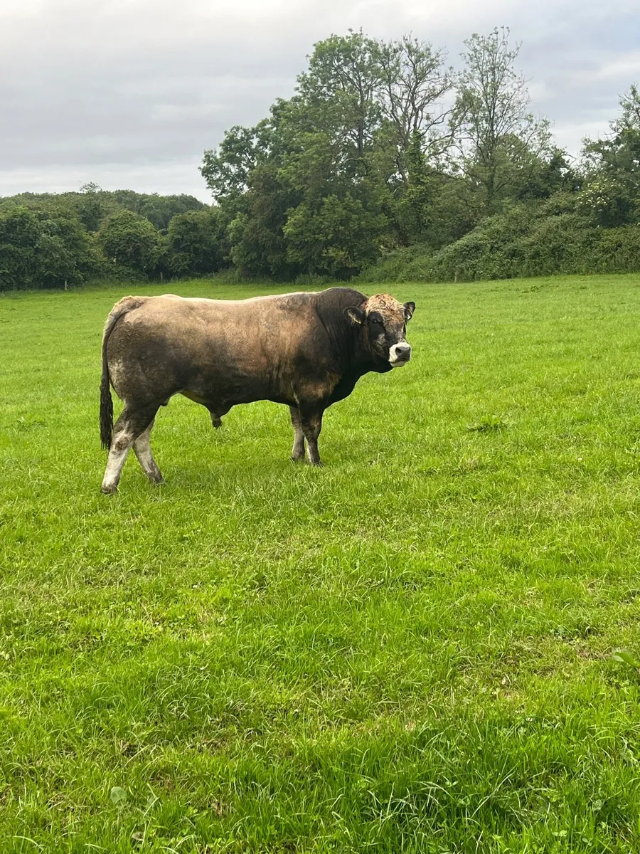 Purebred fully organic Aubrac bull (22 months old) - Image 1
