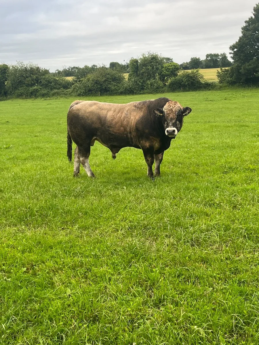 Purebred fully organic Aubrac bull (22 months old) - Image 2