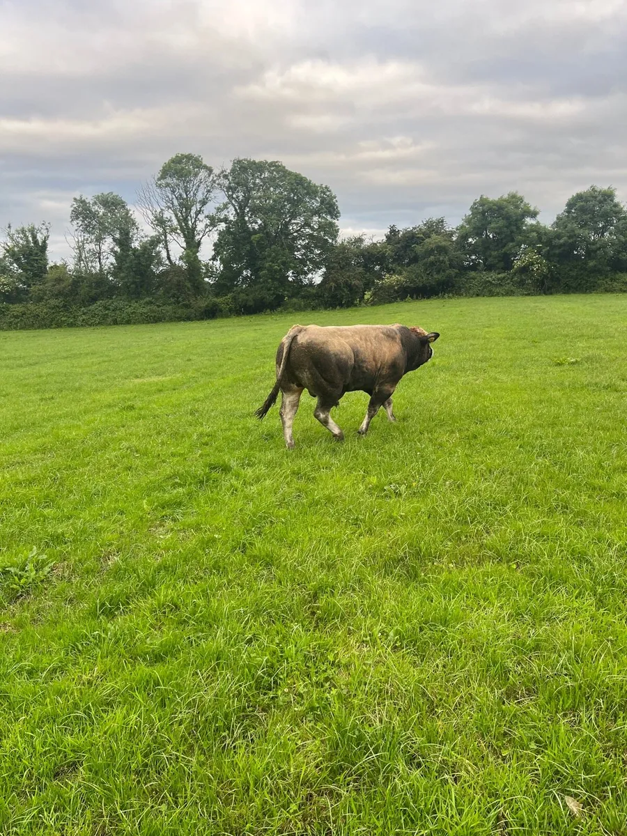 Purebred fully organic Aubrac bull (22 months old) - Image 3