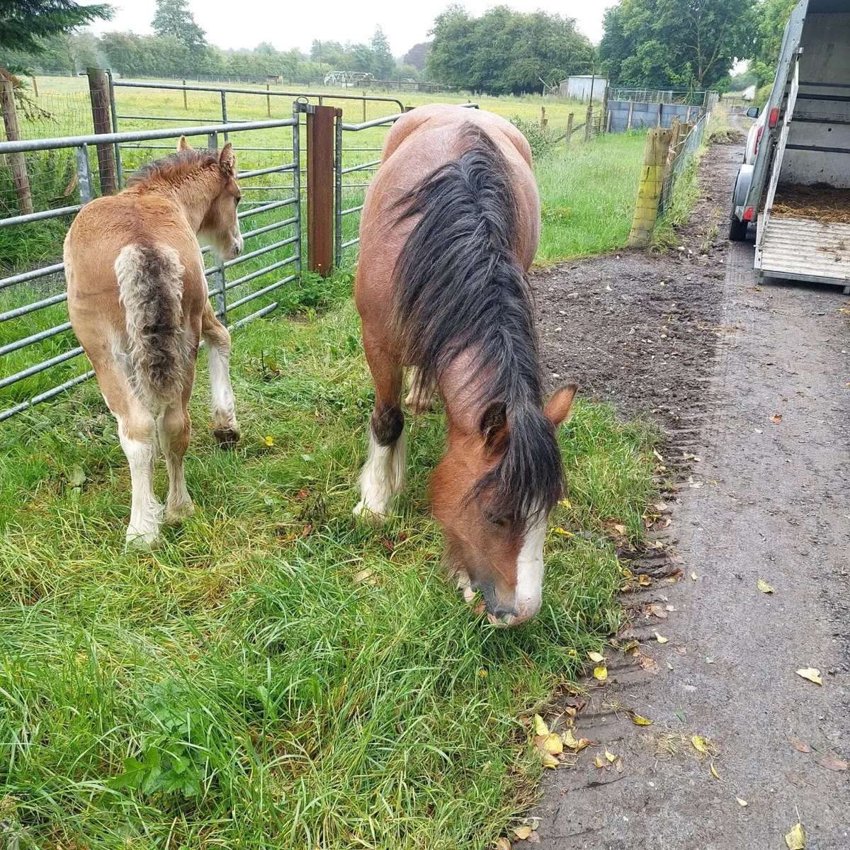 14.2 HH cob with 6 week old cold foal - Image 1