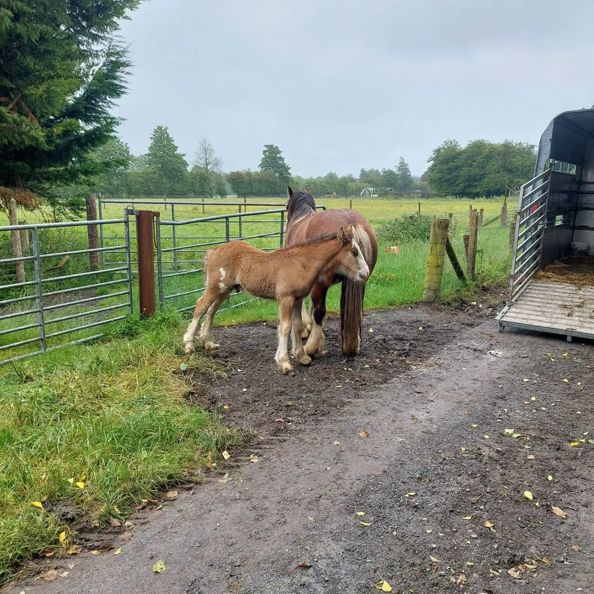 14.2 HH cob with 6 week old cold foal - Image 2