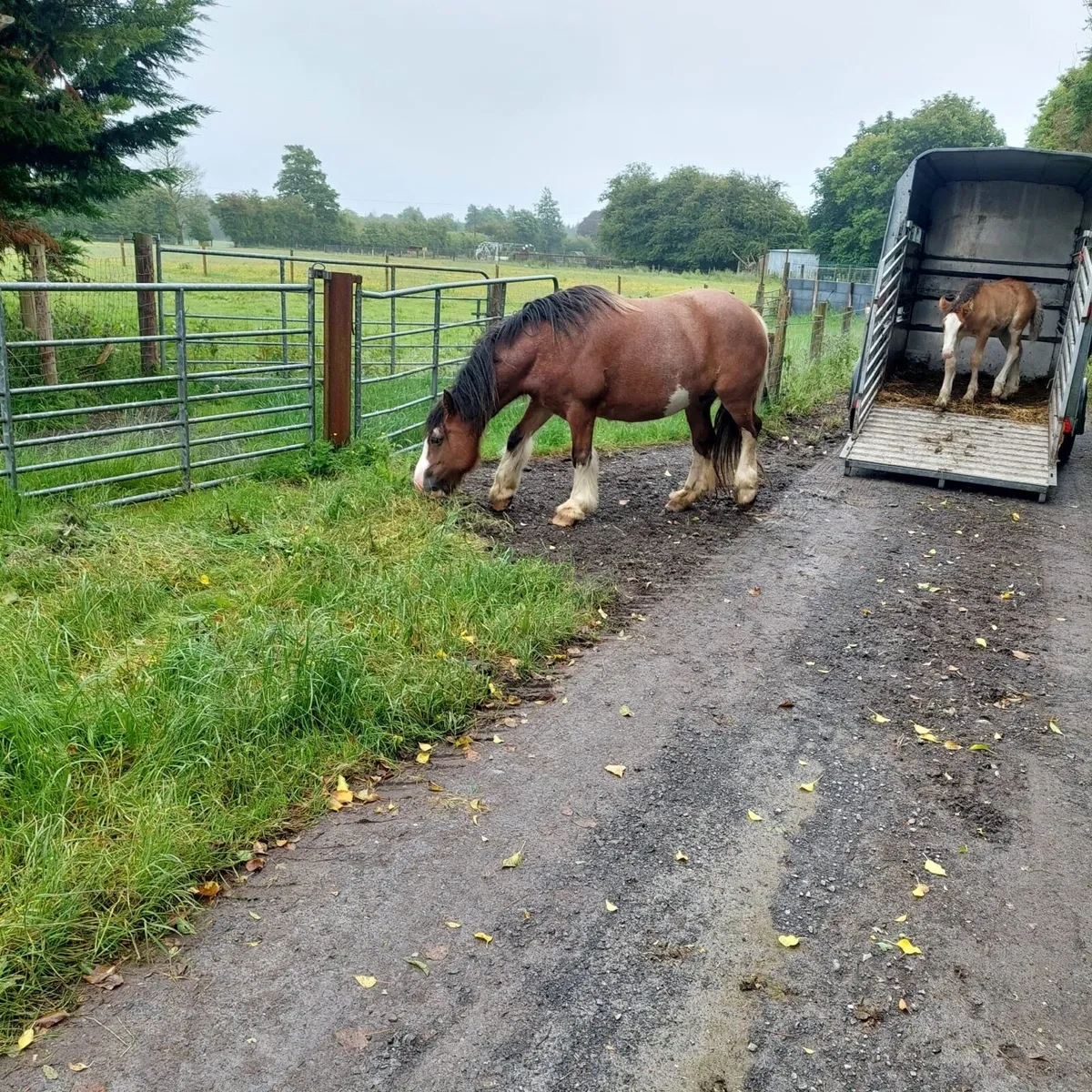 14.2 HH cob with 6 week old cold foal - Image 3
