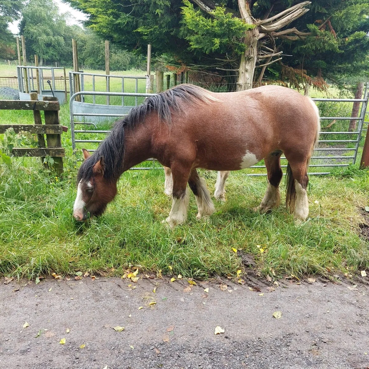 14.2 HH cob with 6 week old cold foal - Image 4