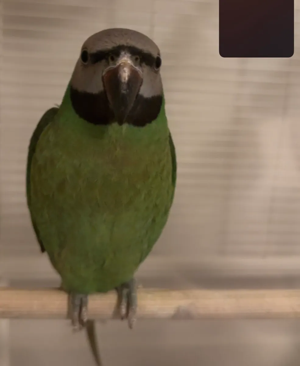 Mustache parakeet Parrot - Image 1