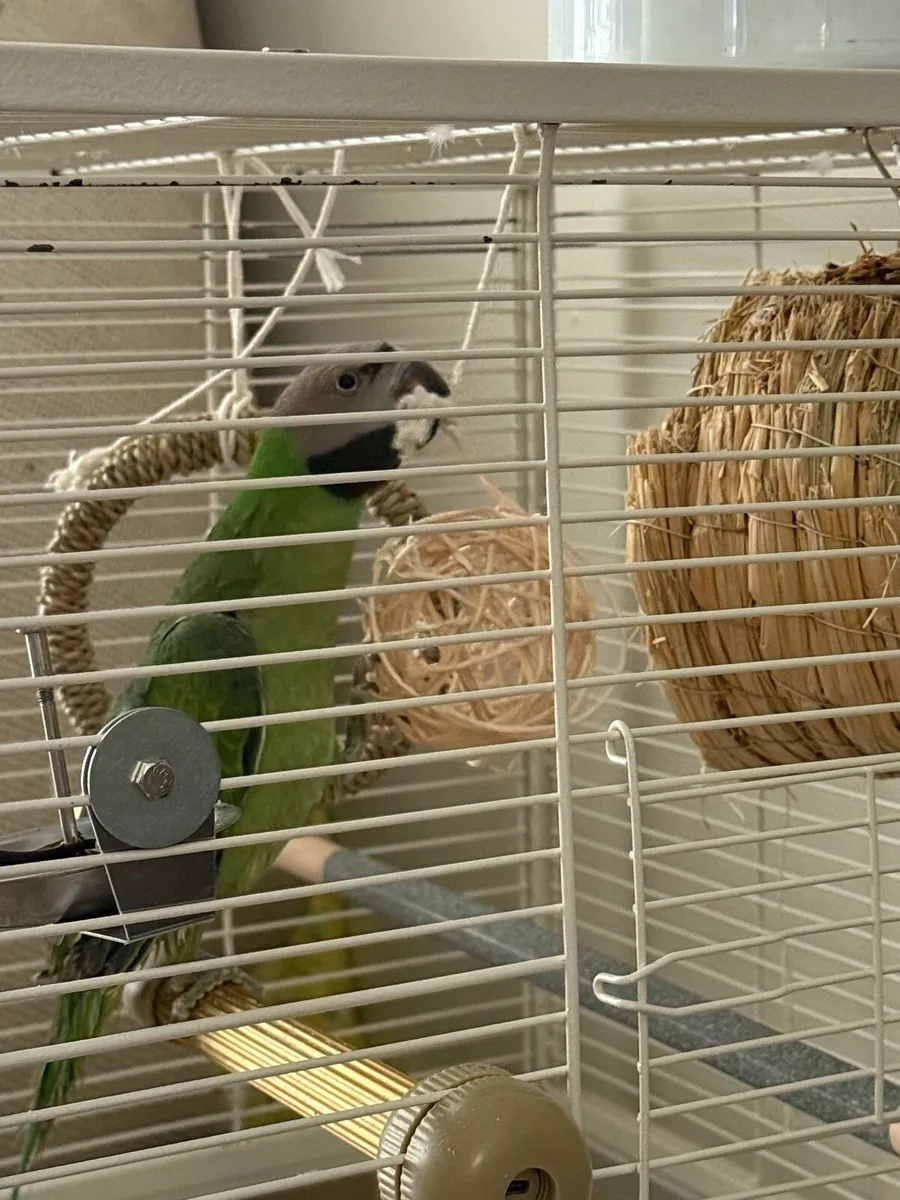 Mustache parakeet Parrot - Image 2