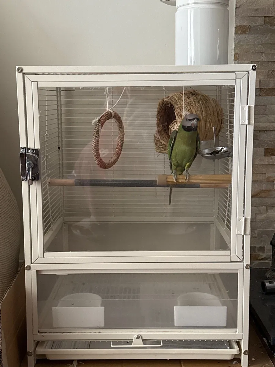 Mustache parakeet Parrot - Image 3