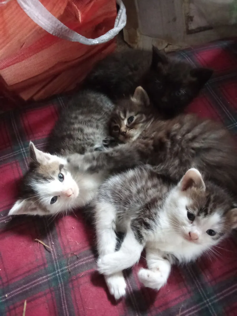 Farm Kittens