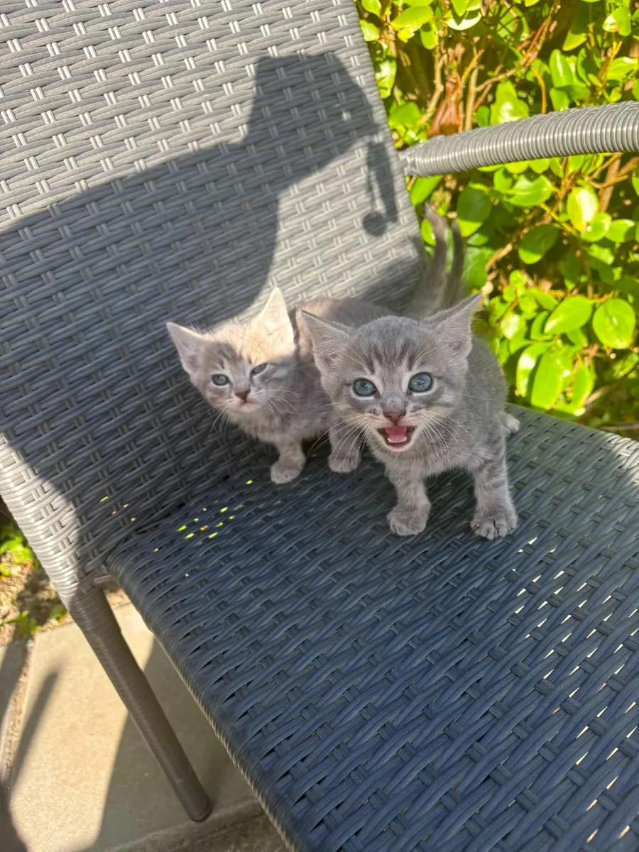 Kittens - Image 1