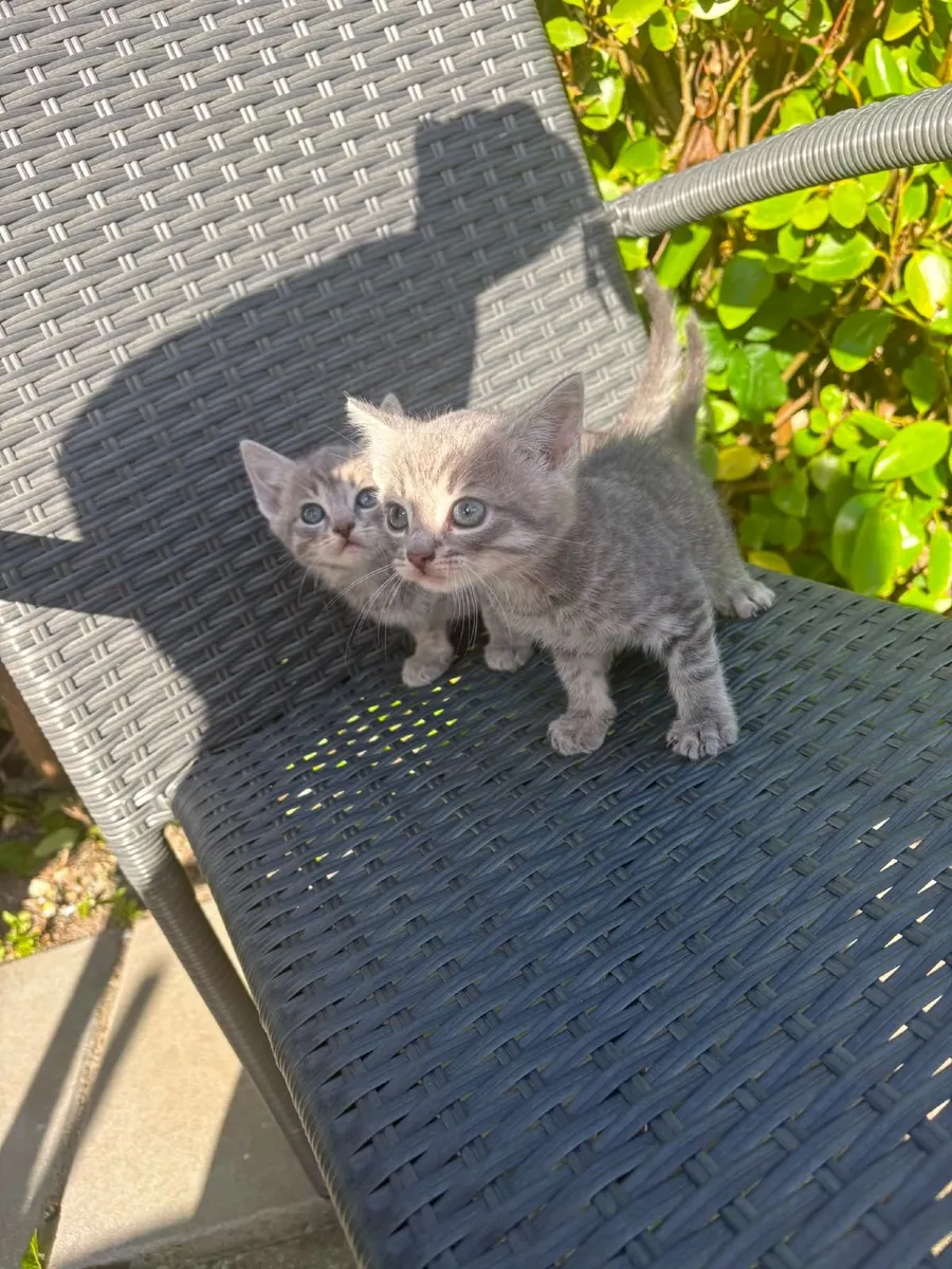 Kittens - Image 2