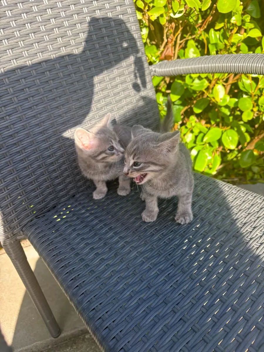 Kittens - Image 3