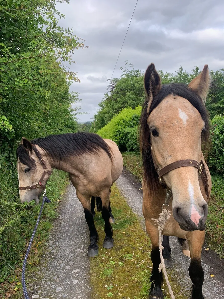 Cob fillies. - Image 2