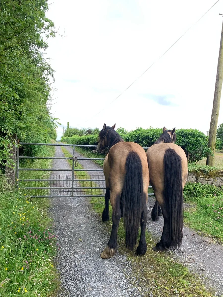 Cob fillies. - Image 3