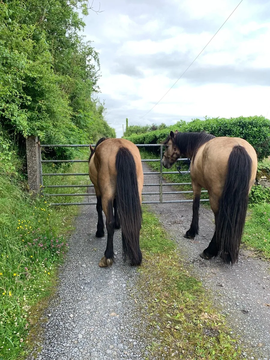 Cob fillies. - Image 4
