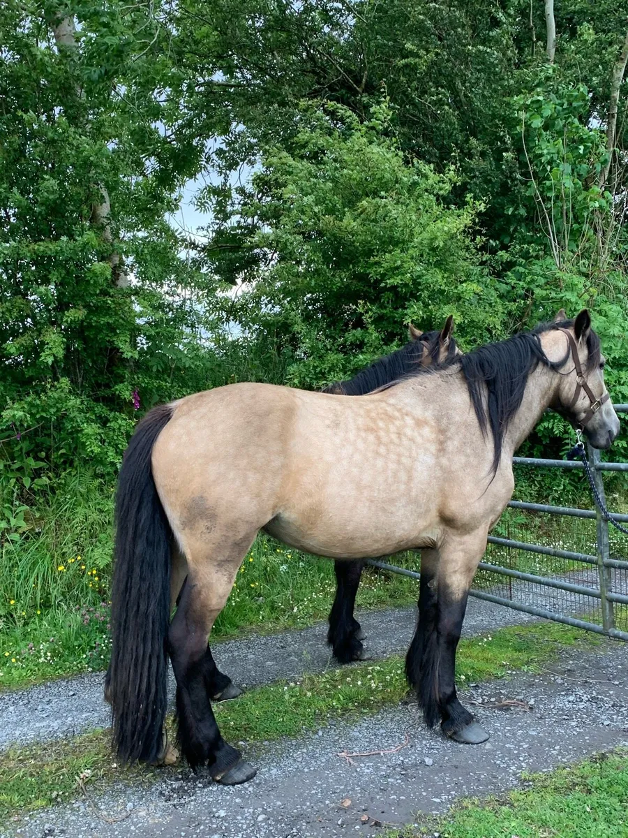 Cob fillies. - Image 1