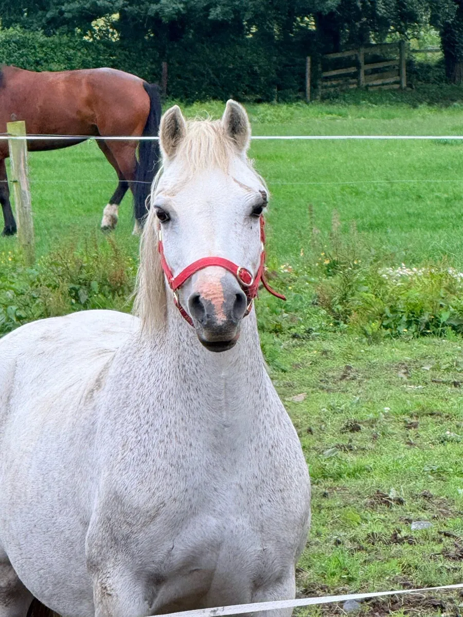 12hh Welsh mare - Image 1