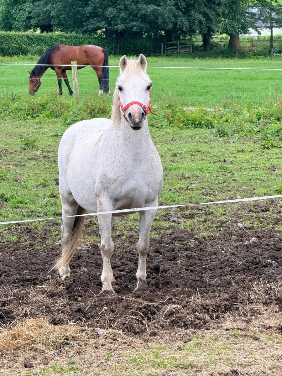 12hh Welsh mare - Image 2