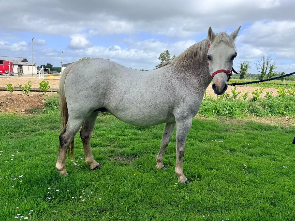 12hh Welsh mare - Image 3