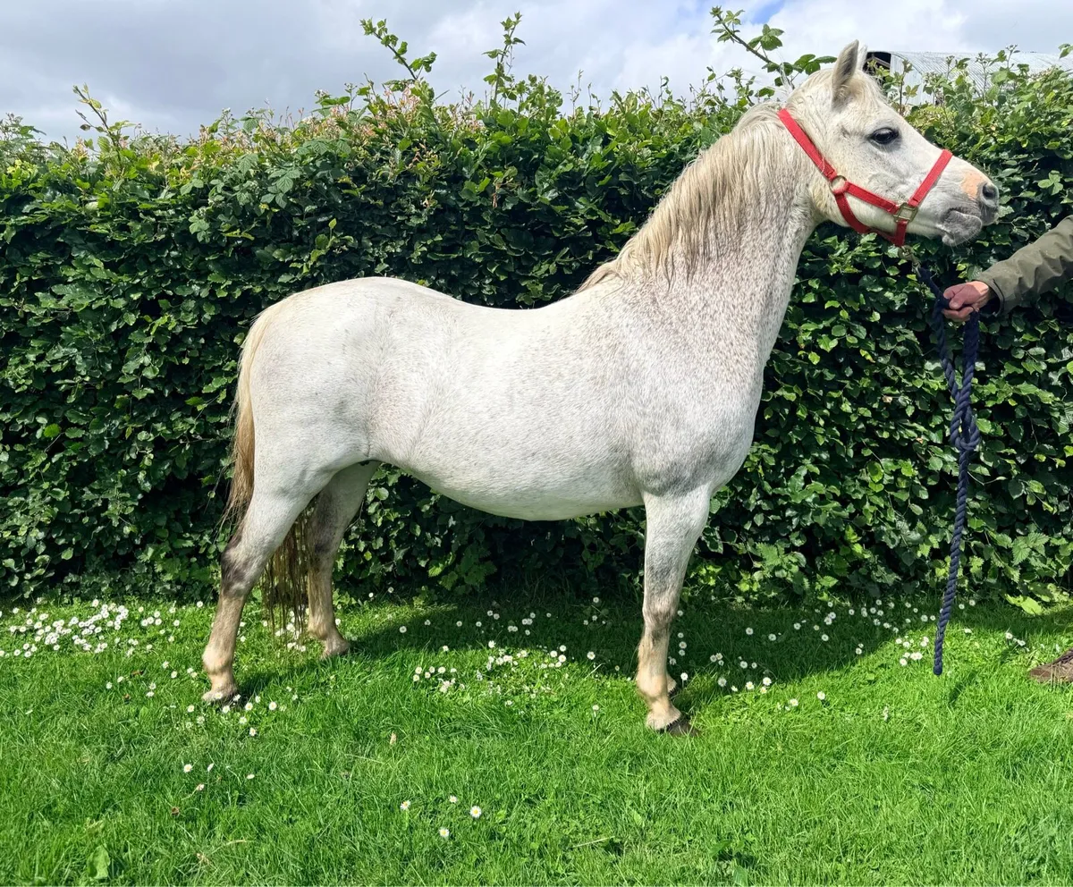 12hh Welsh mare - Image 4