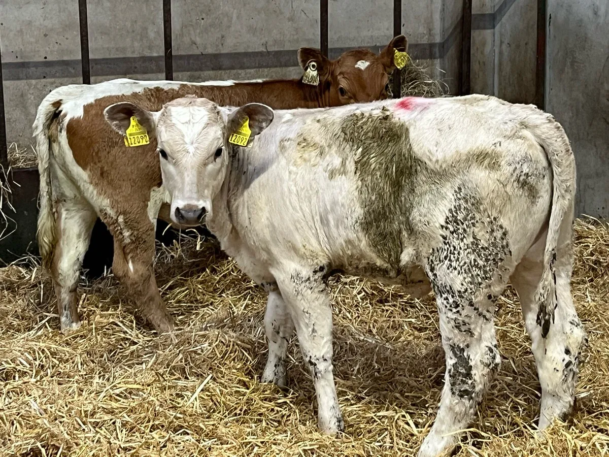 6 FULLY WEANED HEIFER RUNNERS - Image 2