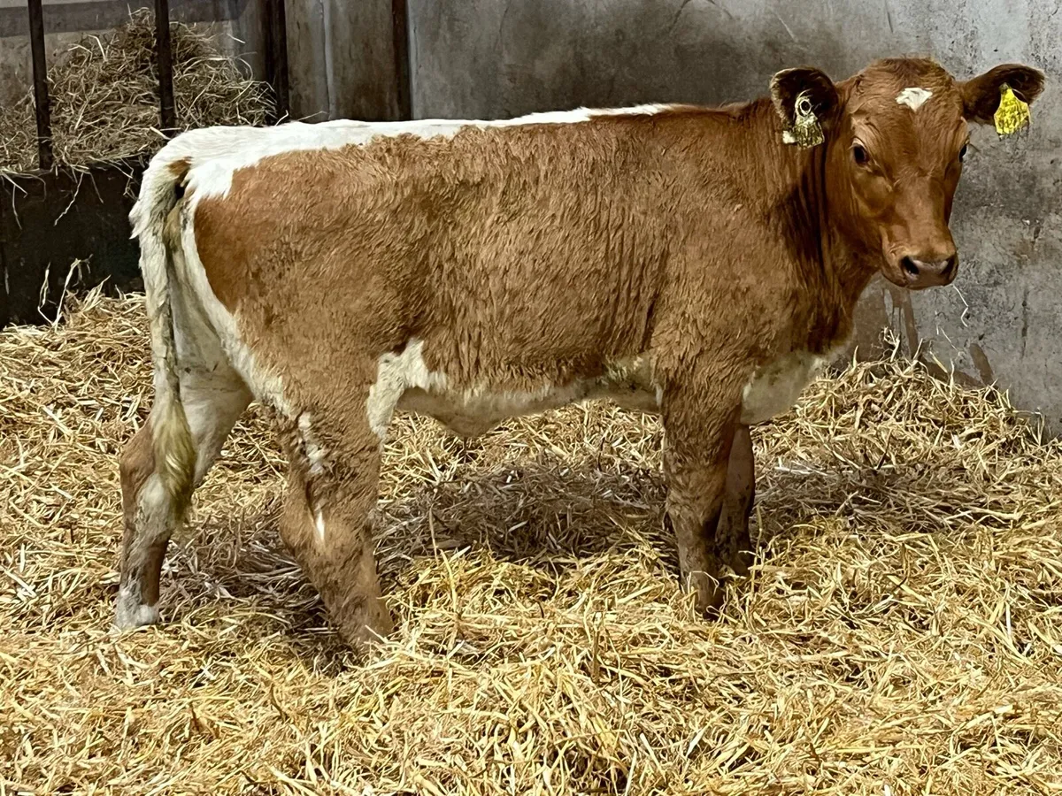 6 FULLY WEANED HEIFER RUNNERS - Image 3