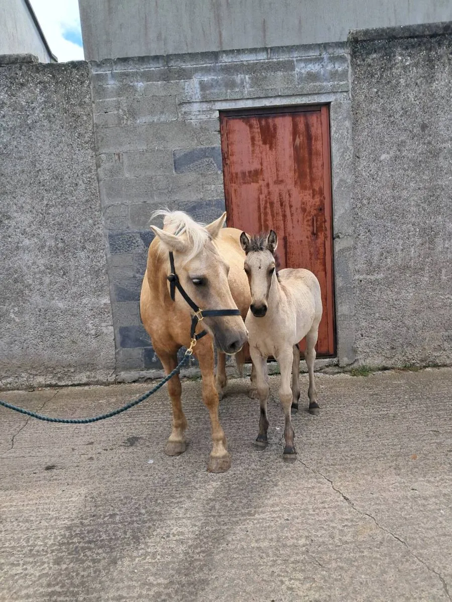 Mare and filly foal - Image 2