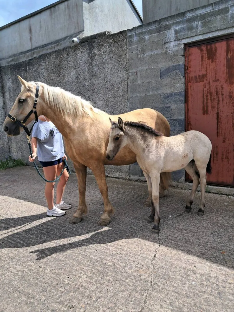 Mare and filly foal - Image 3
