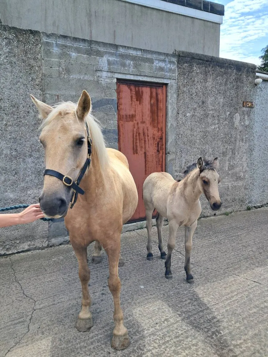 Mare and filly foal - Image 4