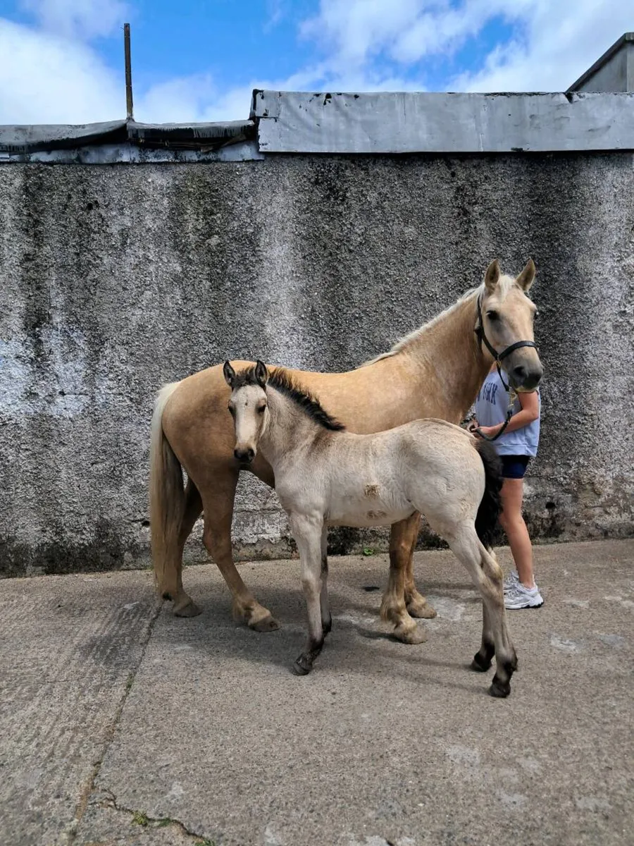 Mare and filly foal - Image 1