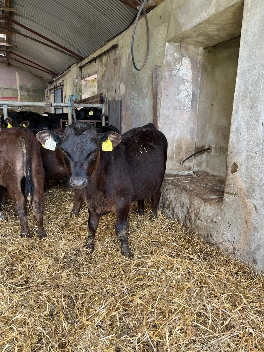 Weaned Angus bulls and White Head bull calves - Image 1