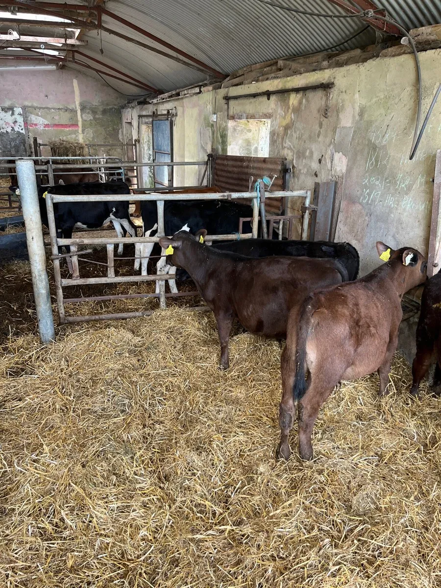Weaned Angus bulls and White Head bull calves - Image 2