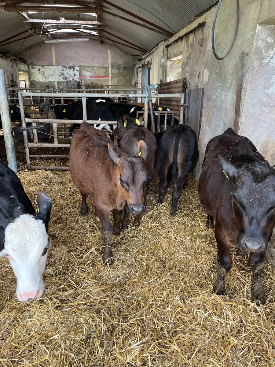 Weaned Angus bulls and White Head bull calves - Image 3