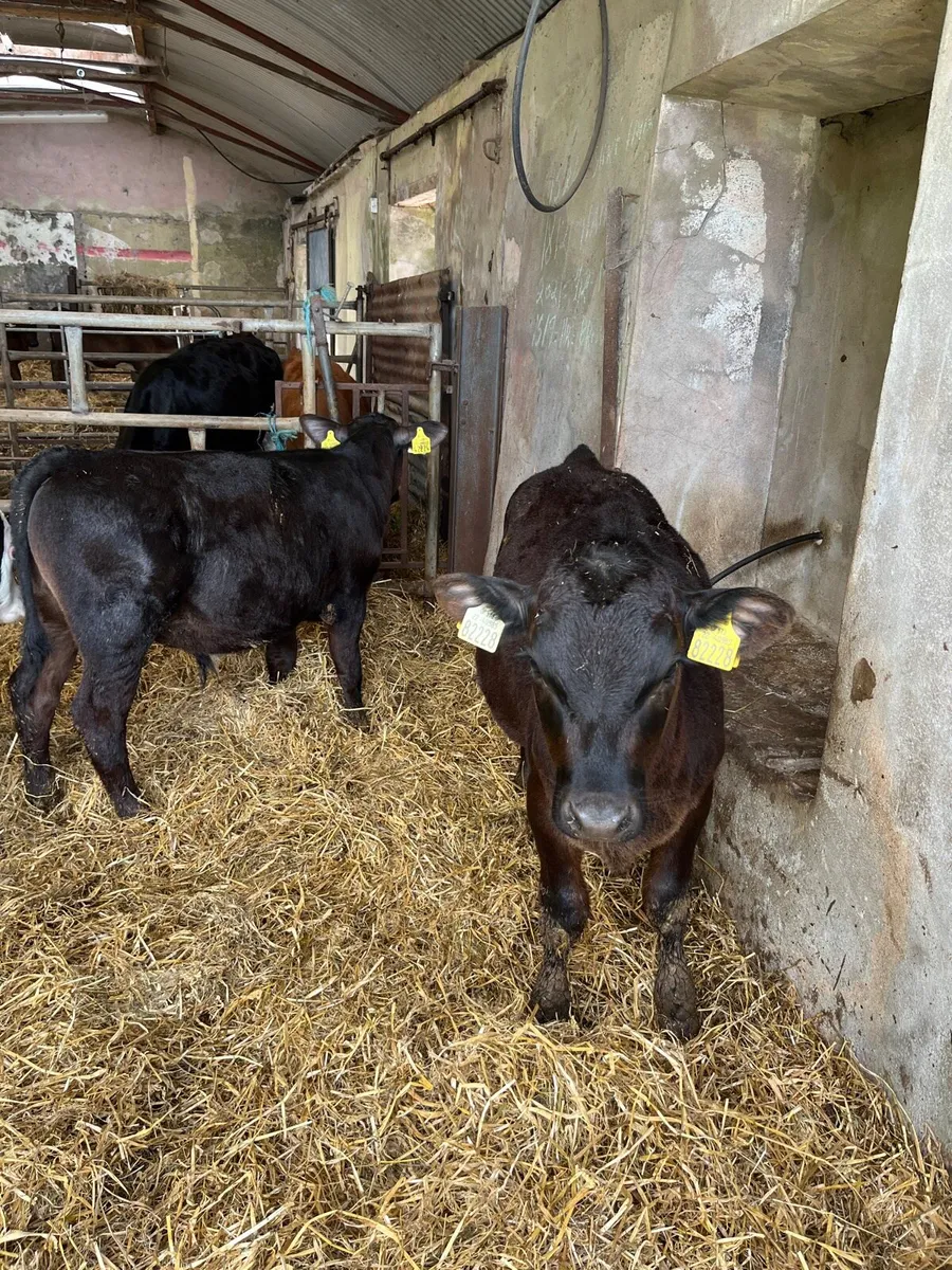 Weaned Angus bulls and White Head bull calves - Image 4