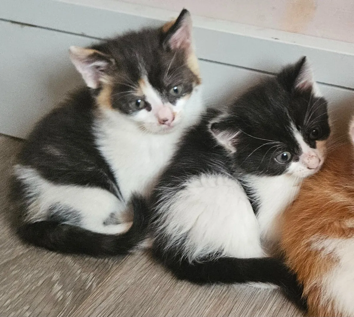 Kittens