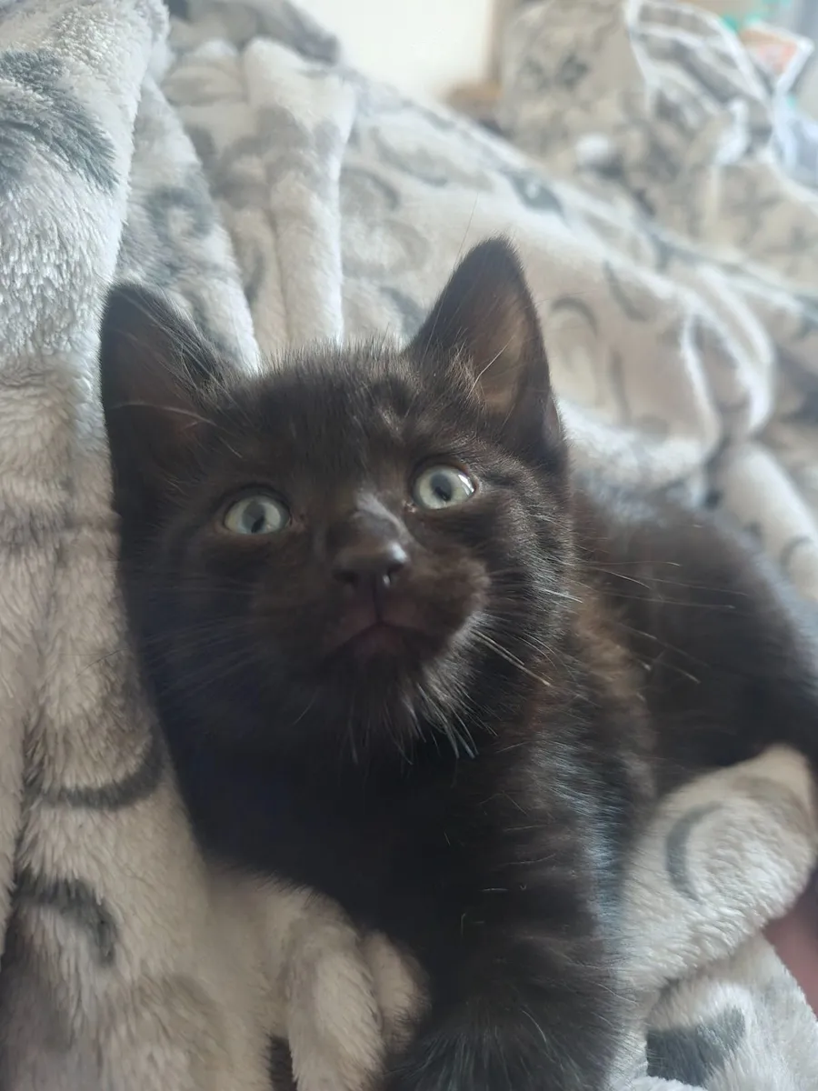 Black British Shorthair Kitten - Image 1