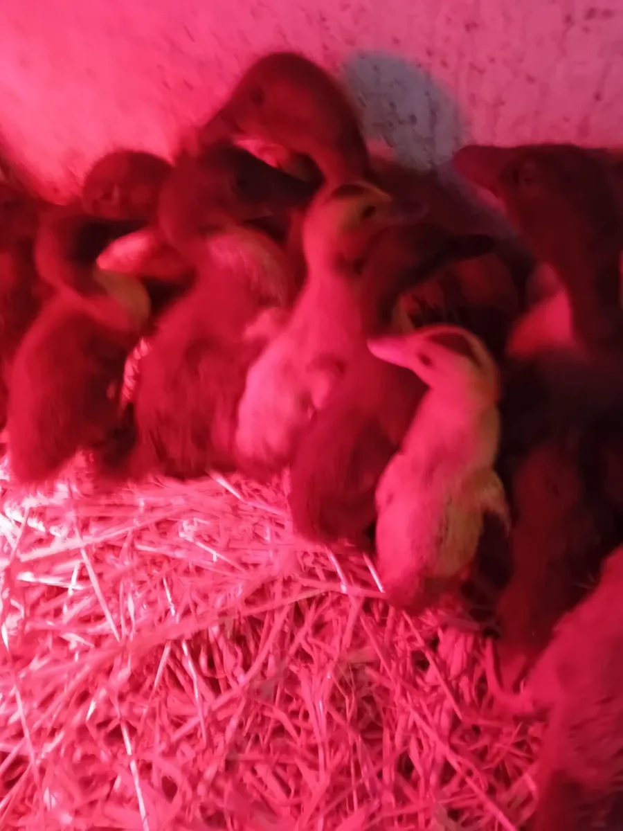Chicks & Ducklings - Image 2