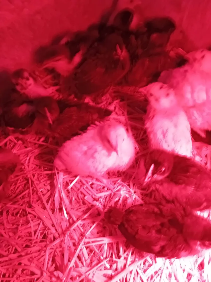 Chicks & Ducklings - Image 1