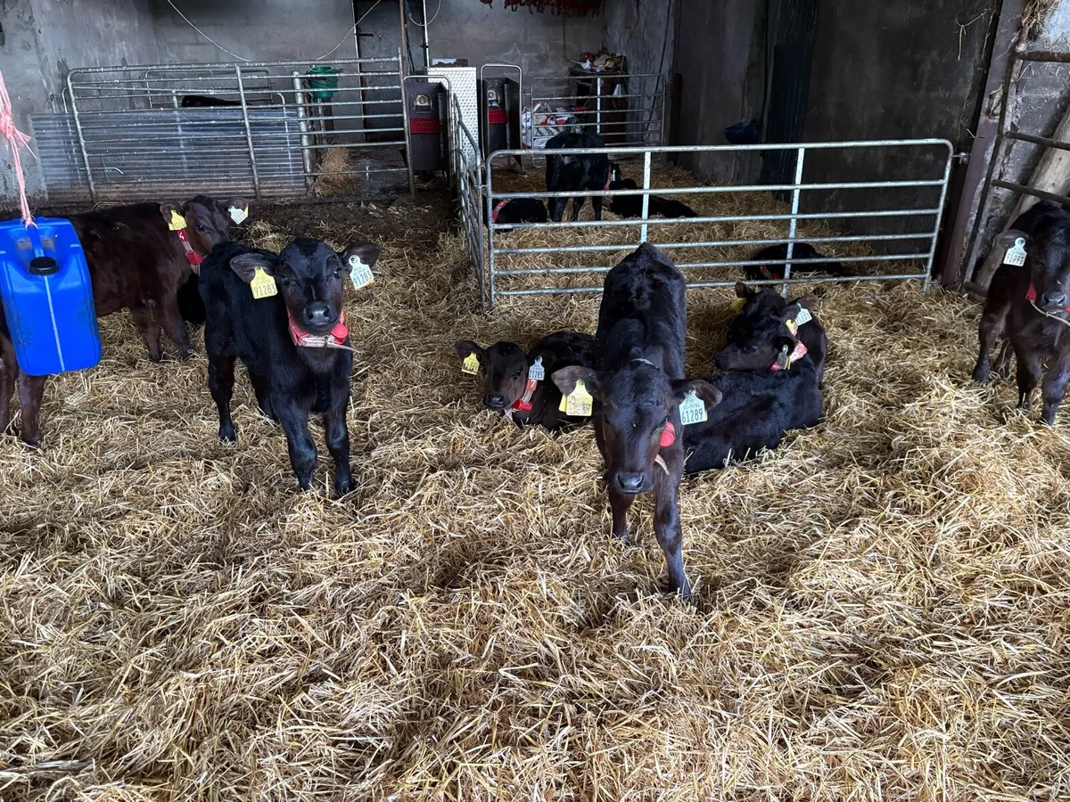 Angus calves - Image 1