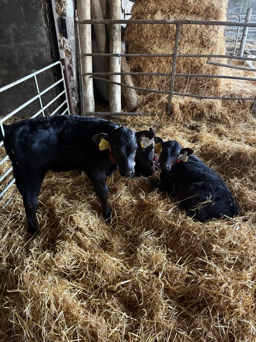 Angus calves - Image 2