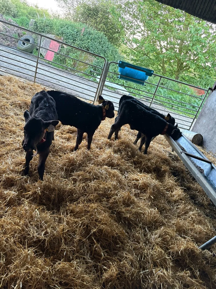 Angus calves - Image 3