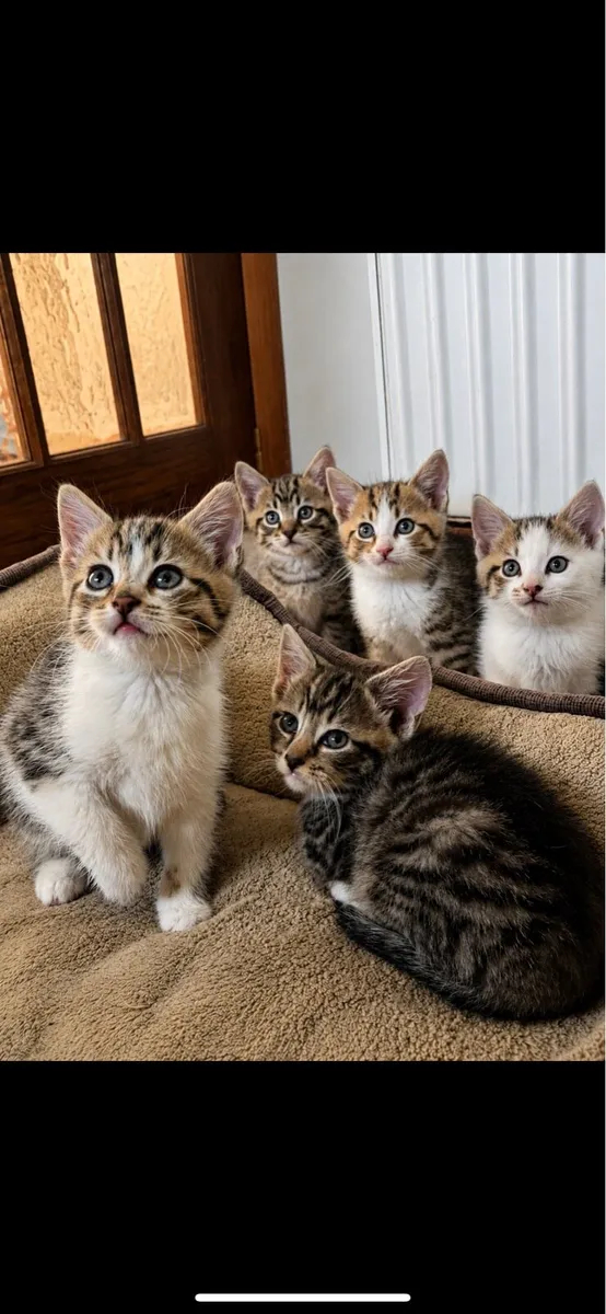 Kittens - Image 1